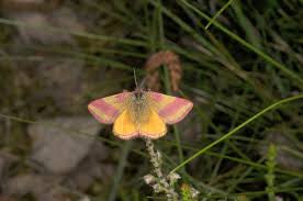 Attēlu rezultāti vaicājumam “Lythria cruentaria”