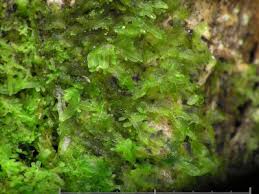 Attēlu rezultāti vaicājumam “Metzgeria furcata”