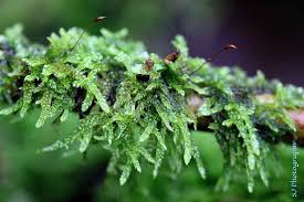 Attēlu rezultāti vaicājumam “Hypnum cupressiforme sporophyte”