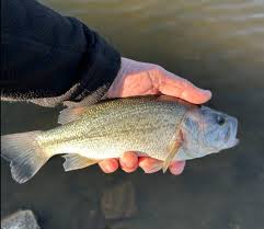 Image result for Segdoune Flyfishers` Angling Club