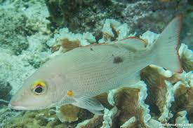 Image result for Lutjanus mahogoni