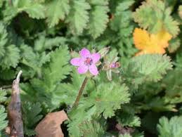 Attēlu rezultāti vaicājumam “Erodium cicutarium leaf”