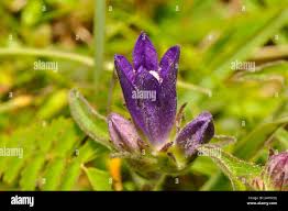 Attēlu rezultāti vaicājumam “Campanula glomerata bud”