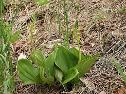 Attēlu rezultāti vaicājumam “Listera ovata fruit”