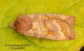 Attēlu rezultāti vaicājumam “Eupsilia transversa”