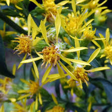 Attēlu rezultāti vaicājumam “Solidago virgaurea flower”