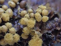 Attēlu rezultāti vaicājumam “Trichia varia macro”