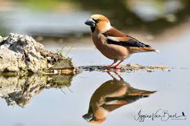 Attēlu rezultāti vaicājumam “Coccothraustes coccothraustes”