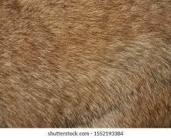Image result for white rabbit skin texture