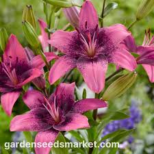 Image result for Lilie