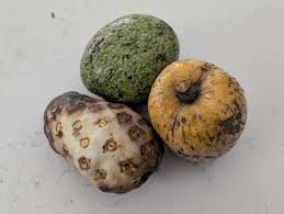 Attēlu rezultāti vaicājumam “Poa angustifolia fruit”