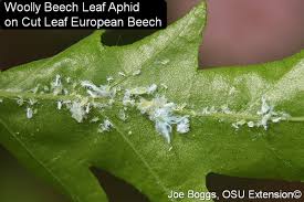 Attēlu rezultāti vaicājumam “Fagus sylvatica fo. laciniata leaf”