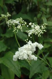 Image result for Filipendula vulgaris