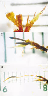 Attēlu rezultāti vaicājumam “Acaulon muticum sporophyte”