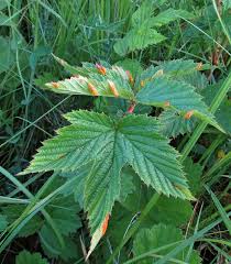 Attēlu rezultāti vaicājumam “Octospora splachnophila spores”