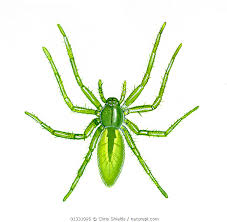 Attēlu rezultāti vaicājumam “Micrommata virescens”