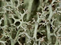 Attēlu rezultāti vaicājumam “Cladonia mitis”