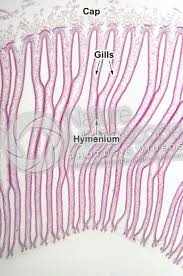 Attēlu rezultāti vaicājumam “Coprinus sp.”