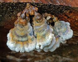 Attēlu rezultāti vaicājumam “Plicatura nivea”