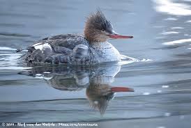 Attēlu rezultāti vaicājumam “Mergus serrator female”