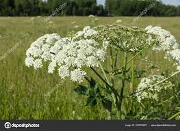 Attēlu rezultāti vaicājumam “Heracleum sosnowskyi flower”