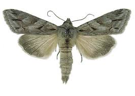 Attēlu rezultāti vaicājumam “Cucullia fraudatrix”