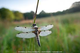 Attēlu rezultāti vaicājumam “Libellula quadrimaculata”