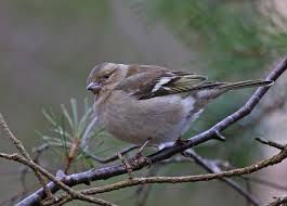 Attēlu rezultāti vaicājumam “Fringilla coelebs female”