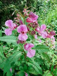 Attēlu rezultāti vaicājumam “Impatiens glandulifera”