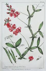 Attēlu rezultāti vaicājumam “Lathyrus sylvestris fruit”