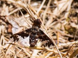 Attēlu rezultāti vaicājumam “Exoprosopa capucina”