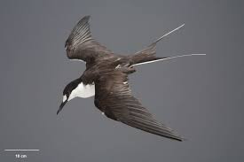 Image result for Onychoprion fuscatus