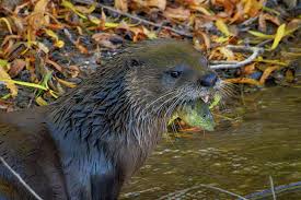Image result for Worthing Otters