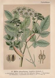 Image result for Angelica silvestris