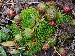 Attēlu rezultāti vaicājumam “Jovibarba globifera bud”
