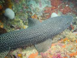 Image result for Poroderma pantherinum