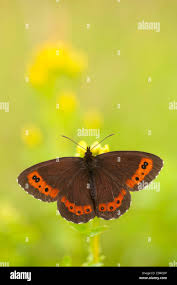 Attēlu rezultāti vaicājumam “Erebia ligea”