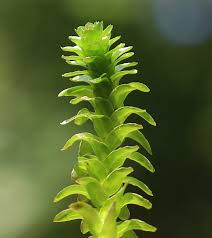 Attēlu rezultāti vaicājumam “Hydrocharitaceae”