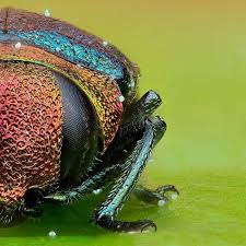 Attēlu rezultāti vaicājumam “Badhamia juliae macro”