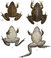 Attēlu rezultāti vaicājumam “Pelophylax”