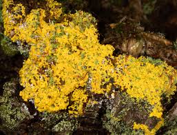 Image result for Fuligo septica