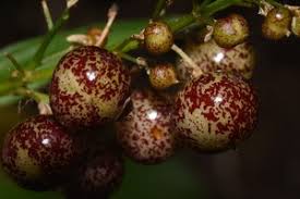 Attēlu rezultāti vaicājumam “Maianthemum bifolium fruit”