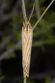 Attēlu rezultāti vaicājumam “Spiris striata”