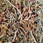 Attēlu rezultāti vaicājumam “Phedimus spurius leaf”