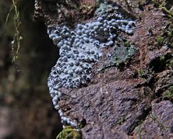 Attēlu rezultāti vaicājumam “Diderma spumarioides plasmodium”