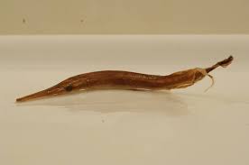 Image result for Lepisosteus osseus