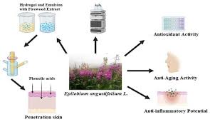Attēlu rezultāti vaicājumam “Epilobium angustifolium fruit”