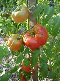 Afbeeldingsresultaat voor mortgage lifter bicolor strain tomato