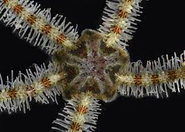 Attēlu rezultāti vaicājumam “Ophiotheca sp.”