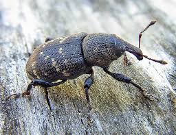 Attēlu rezultāti vaicājumam “Hylobius abietis”